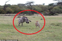 Thế giới - Đang đuổi ngựa vằn, báo đốm bất ngờ bị con mồi truy đuổi chạy bán mạng