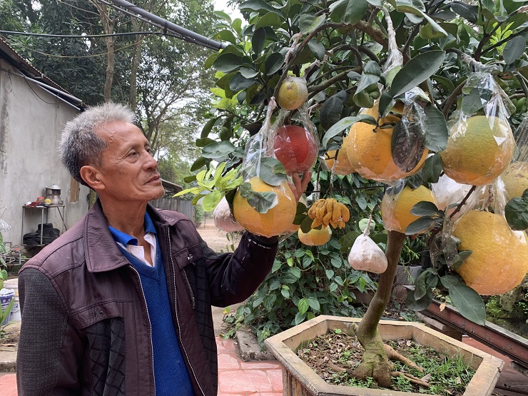 Lão nông “biến hoá” một cây mọc ra 10 loại quả bán Tết, thu hàng trăm triệu đồng - 10