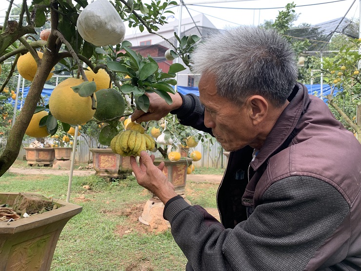 Lão nông “biến hoá” một cây mọc ra 10 loại quả bán Tết, thu hàng trăm triệu đồng - 3