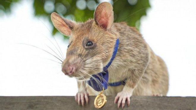 Chú chuột được tặng huy chương vàng vì sự quả cảm và nhiều cống hiến