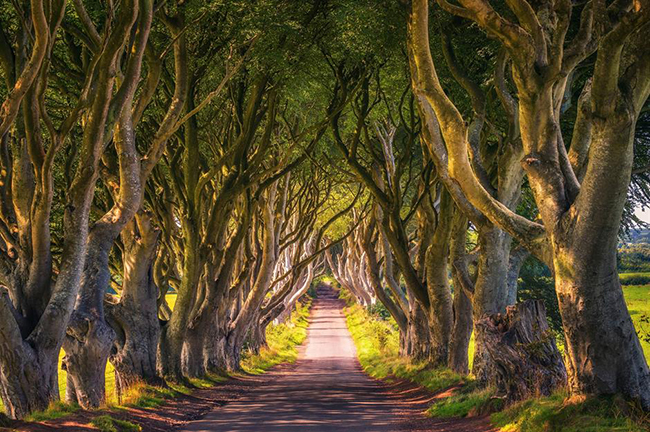 The Dark Hedges, County Antrim, Bắc Ireland: Không có gì ngạc nhiên khi điểm đến ở Bắc Ireland này được bao phủ bởi rất nhiều điều bí ẩn. Con đường rợp bóng cây ấn tượng này được cho là bị ám bởi Grey Lady, người lơ lửng giữa những cành cây khi màn đêm buông xuống. 
