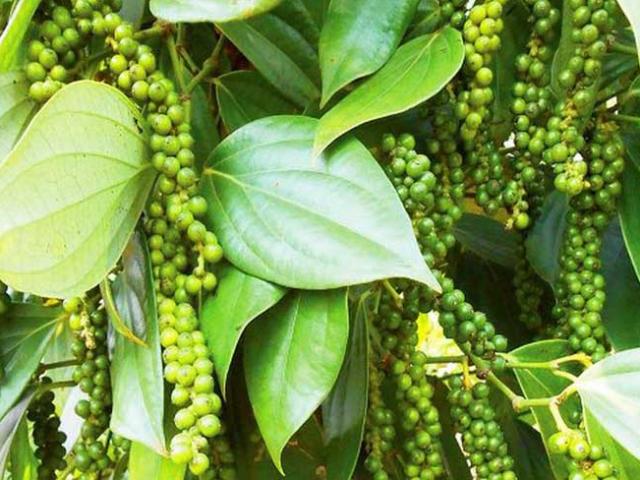 Thị trường - Tiêu dùng - “Vàng đen” tăng giá mạnh mang về gần tỷ đô, sẽ tiếp tục tiến lên thời gian tới?