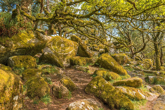 Wistman's Wood, Devon, Vương quốc Anh: Với những cây sồi cổ thụ và tảng đá phủ đầy rêu, Wistman's Wood là một trong những nơi ấn tượng nhất của nước Anh, tuy nhiên nó cũng nổi tiếng về những điều thần bí. Nơi đây được cho là ngôi nhà của những con chó quỷ, chuyên săn mồi là những du khách cô đơn. 
