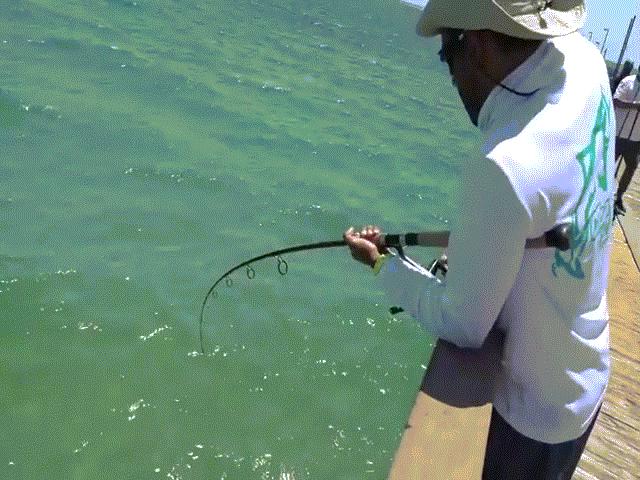 Phi thường - kỳ quặc - Video: Thả câu dưới chân cầu, người đàn ông "choáng" khi kéo lên cá mập