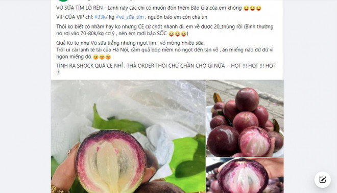 Vú sữa thì trồng được ở nhiều nơi nhưng không phải nơi nào cũng ngon và mang hương vị đậm đà như Vĩnh Kim, Tiền Giang. Thổ nhưỡng và chất dinh dưỡng đặc thù đã tạo ra những quả vú sữa mỏng vỏ, cơm dày, ít hạt.