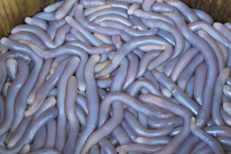 Ẩm thực - Loài giun đắt đỏ nhìn thì ghê nhưng đảm bảo ai cũng muốn ăn, nhà nào cũng muốn có đưa vào mâm cỗ Tết