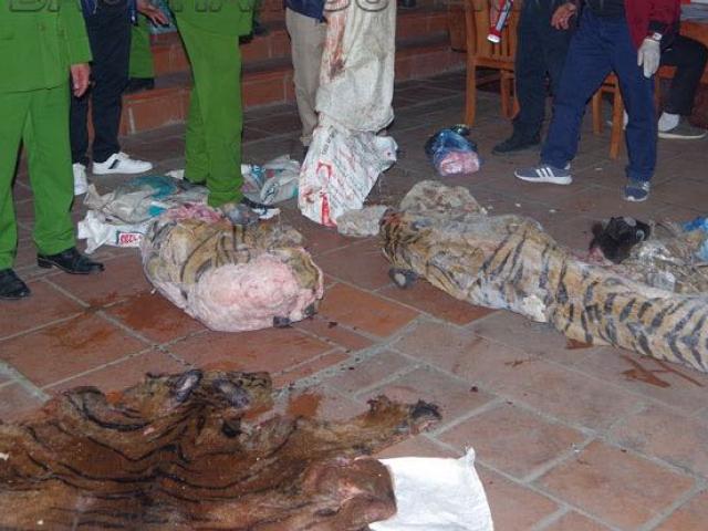 Tin tức trong ngày - Bắt quả tang vụ xẻ thịt hổ tại nhà Chủ tịch xã