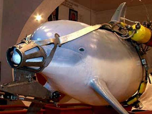 Thế giới - Israel dùng "cá heo sát thủ" trang bị vũ khí để ám sát các tay súng Hamas?