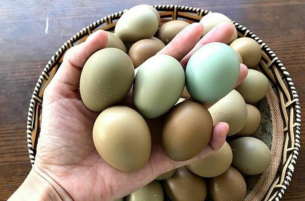 Đều là trứng nhưng trứng chim trĩ có giá đắt gấp hàng chục lần so với các loại trứng gà thông thường.
