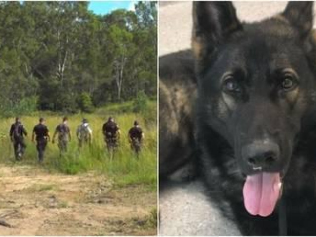 Phi thường - kỳ quặc - Huy động 100 người cùng trực thăng, máy bay không người lái để tìm chó đi lạc
