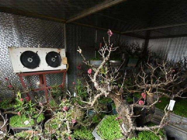 Thị trường - Tiêu dùng - Chủ vườn chơi lớn chạy điều hòa "chống rét" cho đào Thất Thốn chờ Tết