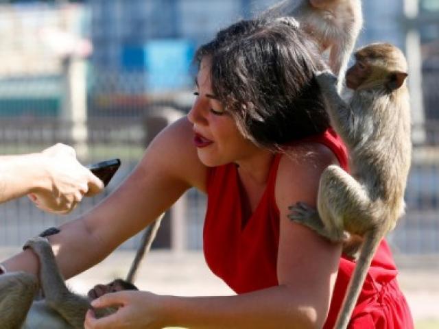 Thế giới - Thái Lan: Đàn khỉ nghìn con hung hăng "chiếm" cả thị trấn, đuổi người khỏi nhà