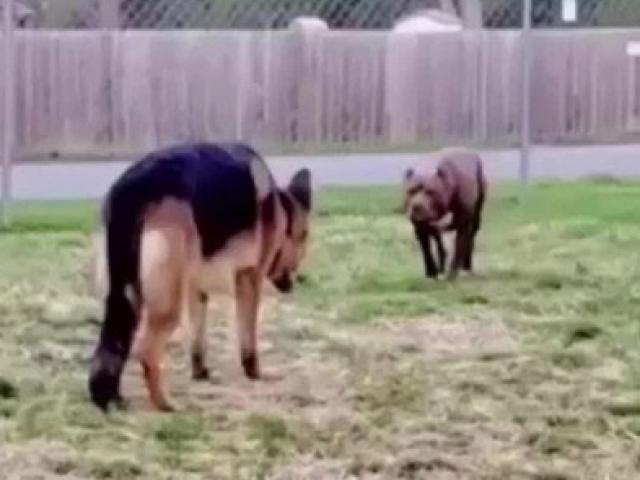 Media - Trận chiến quyết liệt giữa chó Becgie và "vua chó chọi" Pitbull