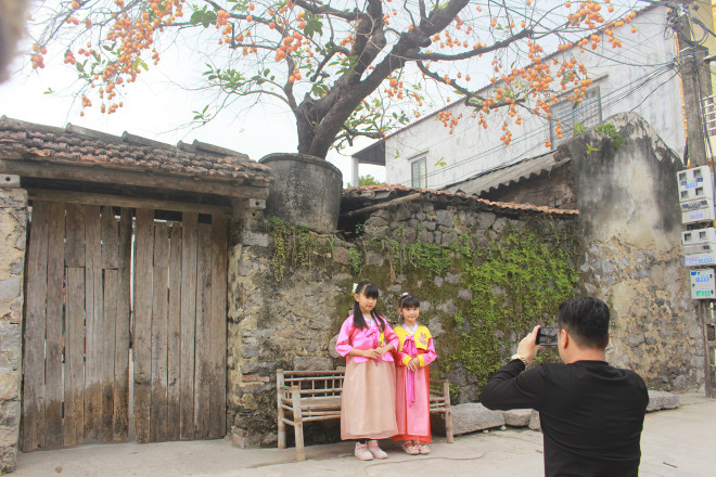 Cây hồng trăm tuổi tại Ninh Bình đang là điểm check-in hot trong thời gian gần đây.