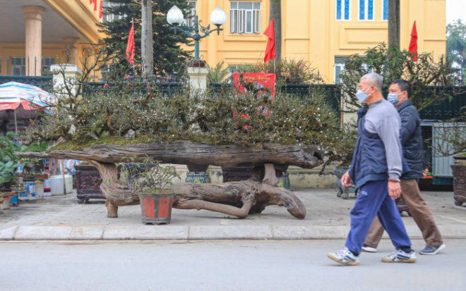 Chậu cây nhất chi mai trồng trên thân gỗ lớn đang được trưng bày trên vỉa hè đường Lạc Long Quân.
