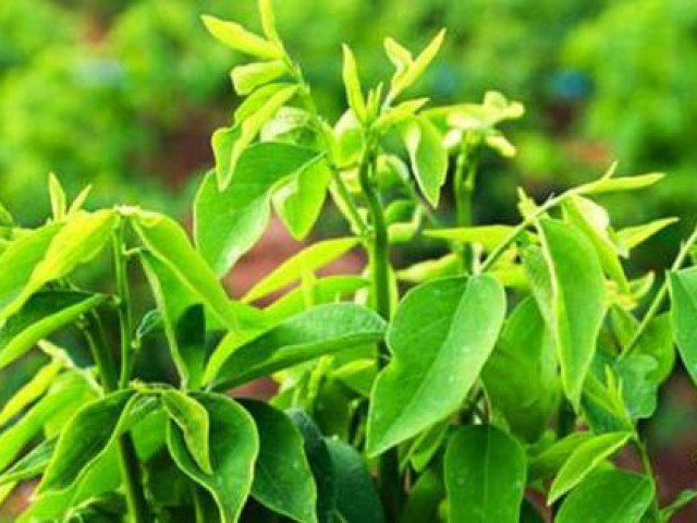 Sức khỏe đời sống - Rau ngót – món ăn ngon, vị thuốc quý chữa tưa lưỡi, sót nhau