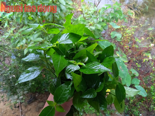 Món này không thể thiếu lá cẩm đỏ