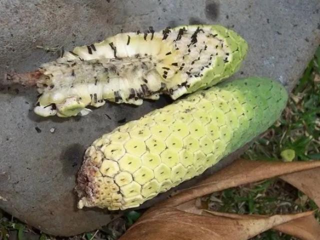 Thị trường - Tiêu dùng - Lạ: Quả nhìn như bắp ngô, vị như chuối, 1 quả bán được gần trăm nghìn