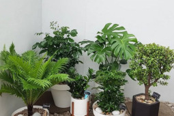 Sức khỏe đời sống - Bốn cây cảnh “bảng vàng” hút khí độc, các bà nội trợ không nên bỏ qua