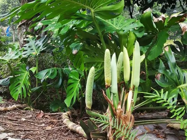 Lạ: Quả nhìn như bắp ngô, vị như chuối, 1 quả bán được gần trăm nghìn - 1