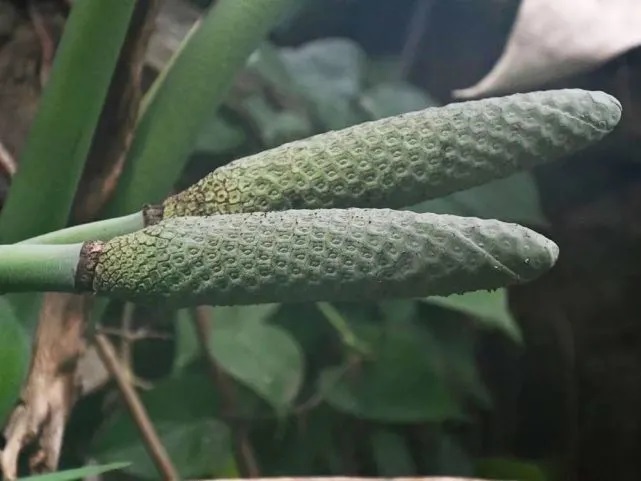 Lạ: Quả nhìn như bắp ngô, vị như chuối, 1 quả bán được gần trăm nghìn - 2