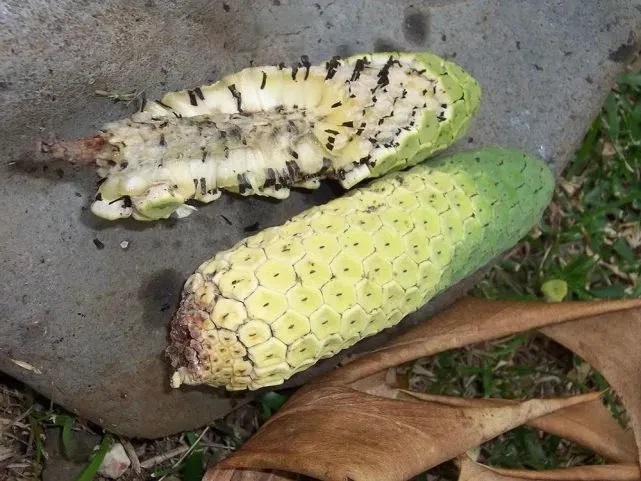 Lạ: Quả nhìn như bắp ngô, vị như chuối, 1 quả bán được gần trăm nghìn - 3