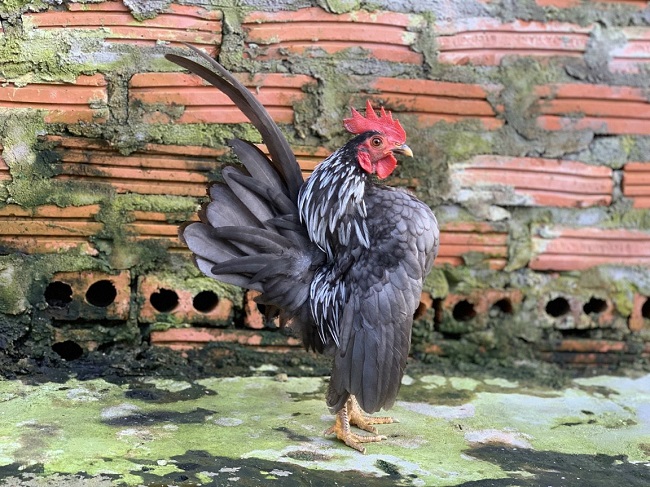 Chúng được coi là một trong những loại gà bé nhất thế giới khi mỗi con gà trưởng thành chỉ nặng chỉ từ 250-450gr. (Ảnh:Nguyễn Quang Nam).
