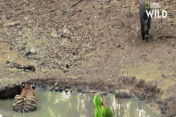 Phi thường - kỳ quặc - Hổ mới trưởng thành chật vật hạ sát lợn rừng ‘khủng’