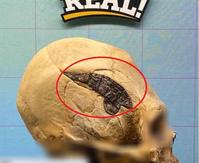 Ảnh:&nbsp;SKELETONS: Museum of Osteology