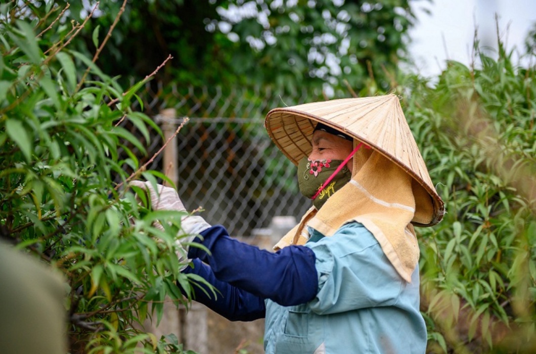 Ngoài việc đồng áng nặng nhọc, ở Hà Tĩnh còn có 1 “việc nhẹ lương cao" độc đáo. Công việc này chỉ xuất hiện 1 lần trong năm nhưng lại có thể đem đến thu nhập khá cao cho người dân: nghề tuốt lá đào thuê.
