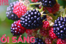 Sức khỏe đời sống - Buổi sáng ăn 5 loại quả này cực tốt cho sức khỏe