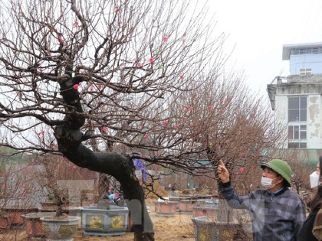 Thị trường - Tiêu dùng - Cận cảnh cây đào ''khủng'' giá thuê chơi Tết 120 triệu đồng