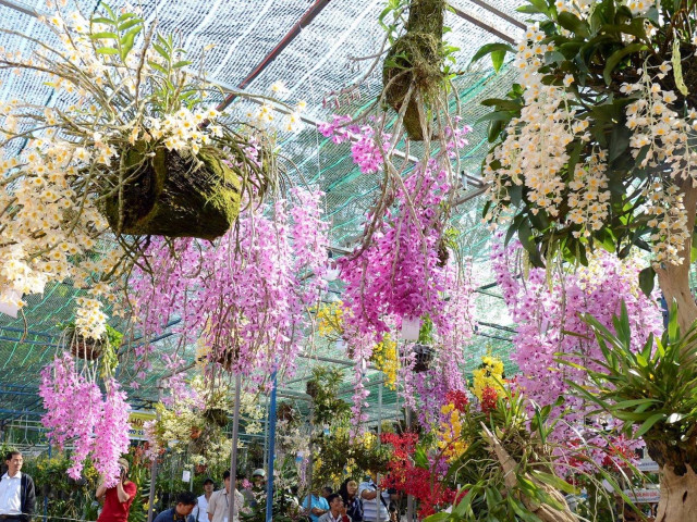 Tin tức trong ngày - VKSND Tối cao trả lời về định giá hoa lan, vật nuôi