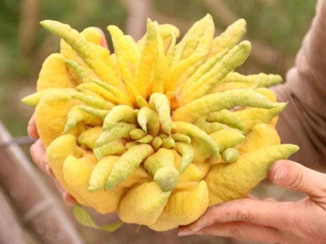 Thị trường - Tiêu dùng - Loại quả người Việt chỉ cúng không ăn, giá tính theo "ngón" siêu lạ