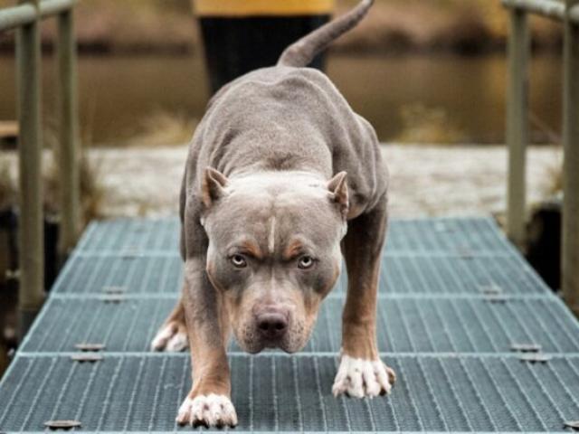 Media - Cố tình gây chiến, hai con chó Pitbull bị bò húc bán sống bán chết