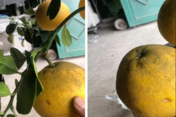 Thị trường - Tiêu dùng - Mua cây bưởi quả trĩu trịt về trưng Tết 2022, chủ nhân choáng với "cú lừa" không ngờ