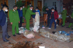 Tin tức trong ngày - Khởi tố Chủ tịch xã tổ chức cho người nhà giết, mổ Hổ để nấu cao