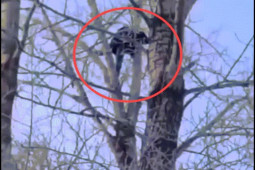 Phi thường - kỳ quặc - Nghi phạm cưỡng hiếp thiếu nữ phải ngồi 3 tiếng trên cây giữa trời âm 19 độ C