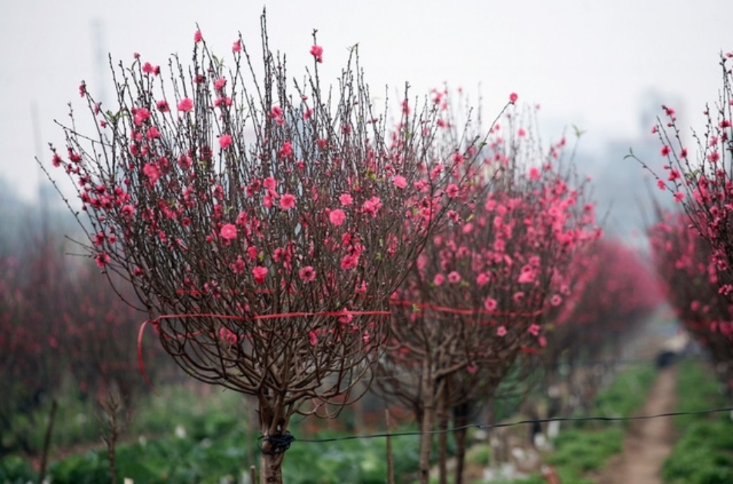 Việc bán hoa đào theo cành với giá thấp giúp kích thích nhu cầu mua sắm của người dân trong tình hình kinh tế eo hẹp do ảnh hưởng của dịch Covid-19.
