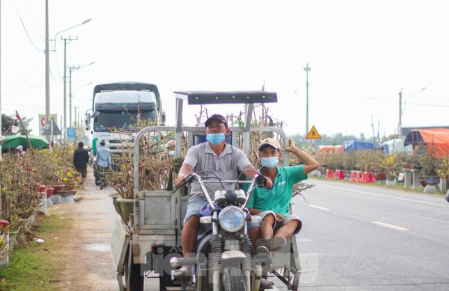 Người dân đưa mai lên Quốc lộ để chào bán.