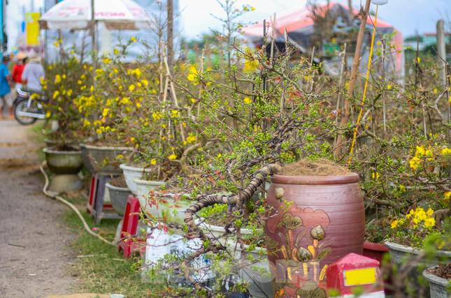 Thay vì chờ khách đến tận nơi mua như mọi năm, năm nay một số chủ vườn cũng đã đưa hình ảnh mai lên các trang mạng xã hội như: Facebook, zalo để chào bán, tìm thị trường mới phần nào cũng giúp người dân bán được một số lượng cây.