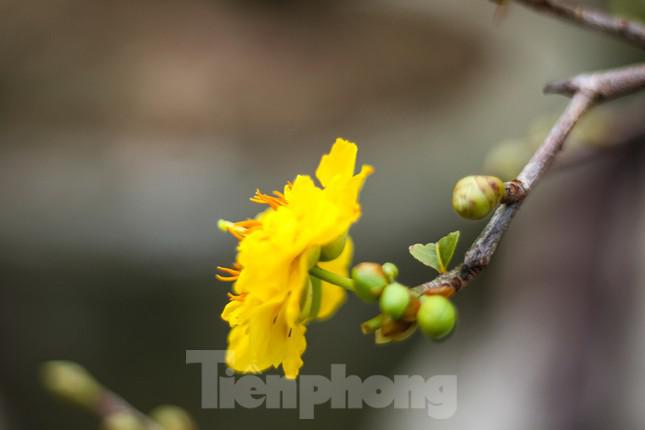 Thị xã An Nhơn (Bình Định) nơi được mệnh danh là thủ phủ mai vàng của miền Trung với khoảng 15.000 hộ dân trồng mai. Cây mai mang lại kinh tế rất lớn cho người dân. Nghề trồng và chăm sóc mai cũng giải quyết việc làm hàng ngàn lao động tại địa phương.