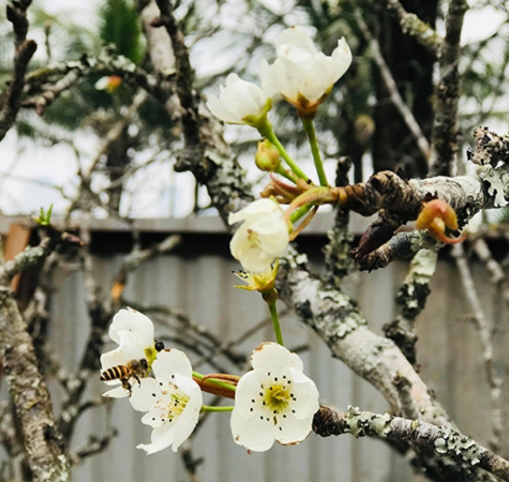 Những năm gần đây, người Hà Nội có sở thích “săn lùng” hoa lê rừng (mắc cọp). Hoa lê rừng có màu trắng tinh khôi đẹp mắt, mang ý nghĩa tốt lành và tượng trưng cho sự hiếu thảo.
