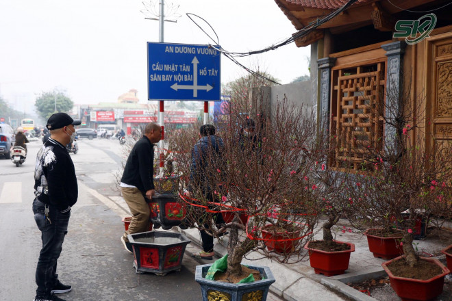 Dọc đường Lạc Long Quân và các con phố lân cận, hoa đào, hoa mai, chậu bưởi, cây quất... được bày biện, trang hoàng khắp các vỉa hè.