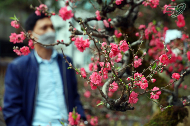 Hàng ngàn cây quất, cành đào, chậu bưởi… được trưng bày với màu sắc rực rỡ, khiến ai đi qua cũng phải ngắm nhìn.