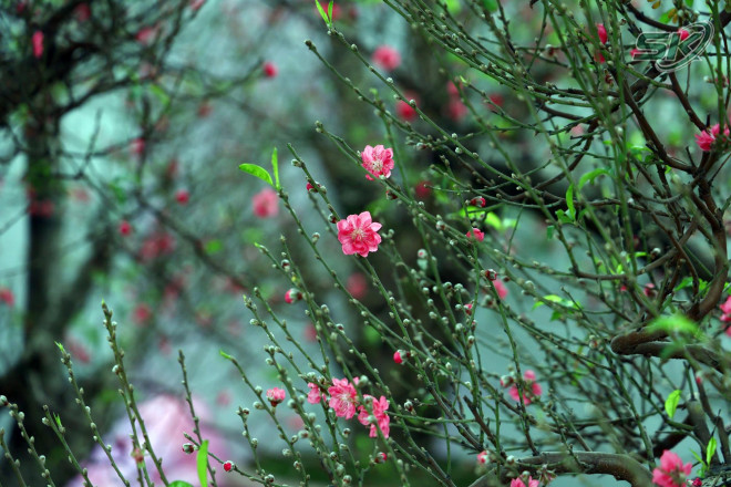 Điểm bán cây cảnh tại vườn hoa Lạc Long Quân ngập tràn hoa đào. Theo các tiểu thương, phần lớn hoa đào bày bán ở Hà Nội chủ yếu được lấy từ các vườn đào Nhật Tân. Chỉ số ít đào thế đẹp có nguồn gốc từ Mộc Châu.