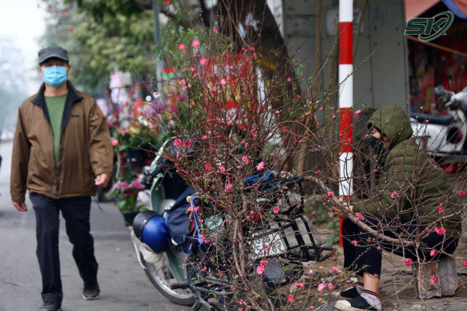 Theo các tiểu thương, đào thế Mộc Châu có giá bán từ 10 triệu đồng với thế độc - lạ là vẫn rẻ hơn những năm trước đó. Với những cành đào nhỏ, giá bán dao động từ 80.000 - 100.000 đồng, các cành đào trung bình được bán từ 250.000 - 300.000 đồng và từ 2 triệu đồng đối với cành to.