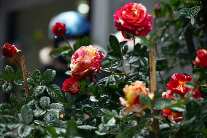 Chợ hoa Hoàng Hoa Thám có đa dạng chủng loại hoa, với màu sắc, mức giá khác nhau.