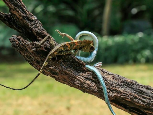 Media - Bị "mãng xà" tấn công phủ đầu, kỳ nhông phản đòn khiến kẻ thù đau đớn