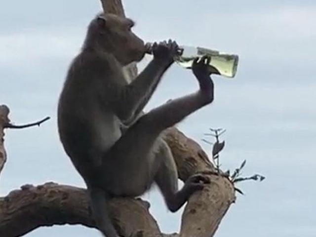 Media - Khám phá "tiên tửu" trong thế giới động vật hoang dã